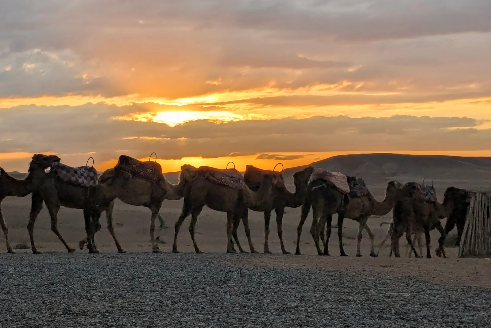 A line of camels silhouetted against an orange desert sunset (representative photograph, not Al Hadheerah's own caravan)